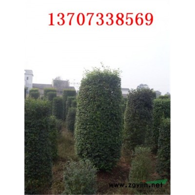 供應紅葉李 紅葉石楠 紅繼木 紅桎木 杜鵑 香樟等綠化苗木