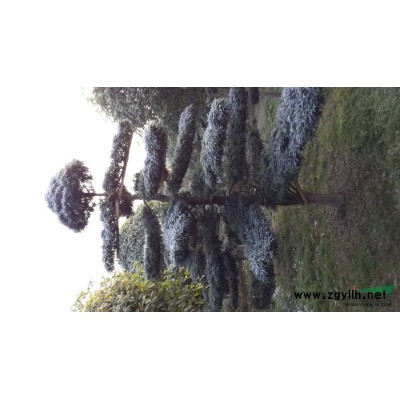 湖南紅楓價格 紅楓大樹 嫁接紅楓 青楓 日本紅楓 大紅楓 紅楓基地