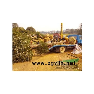 紅楓行情報(bào)價(jià)\紅楓圖片展示