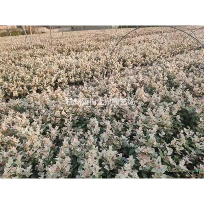 紅葉李紫葉李3-10公分供應