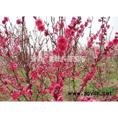 2018年安徽紅葉李*新報價