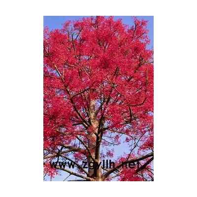 美國紅楓、檀香、黑木相思