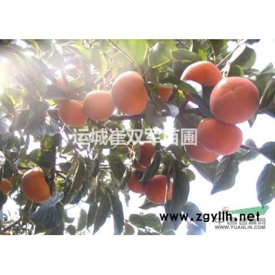 紅葉李供應(yīng)商/紅葉李苗價(jià)格/山西運(yùn)城紅葉李小苗基地