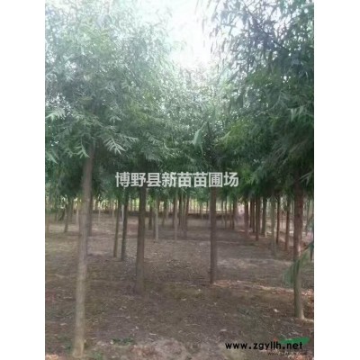 太陽李   紅葉李