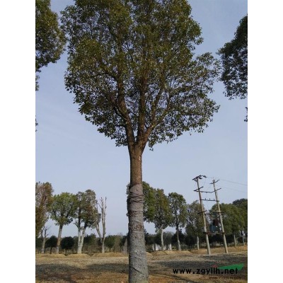 合肥天創(chuàng)園林公司常年供應(yīng):紅葉李