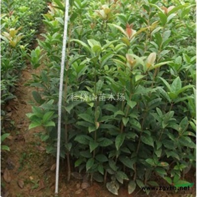 桂花小苗/桂花樹苗/桂花苗批發/桂花樹 2年生30-80CM