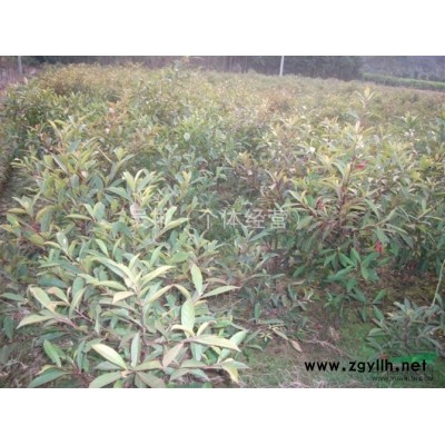 江西桂花、江西八月桂花、江西四季桂花、江西桂花種子