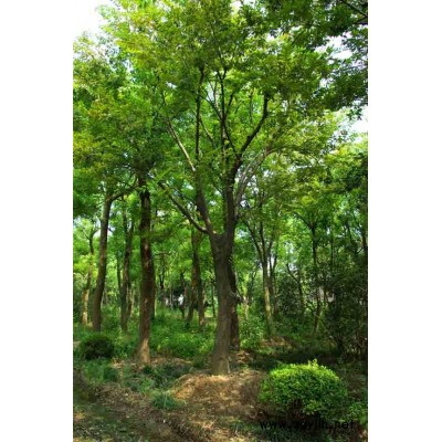 法桐,丁香.櫸樹.樸樹、紅楓,柿樹,木槿,意楊，垂柳.苦楝