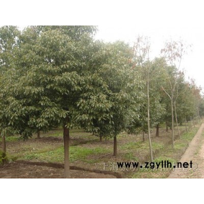 桂花、紅楓、紫薇