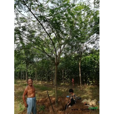 紫葉李紅葉李10/12/18/20cm【現號現挖】