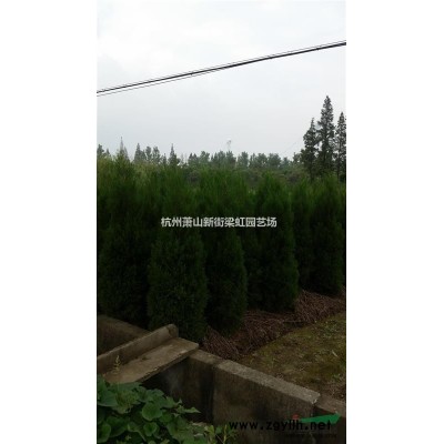 紅葉李，紅葉李供應，2022年紅葉李價格，蕭山紅葉李