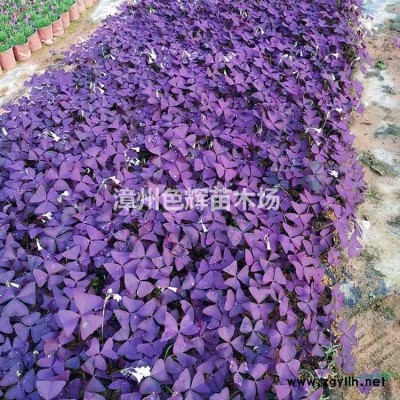 紅葉李移植苗 綠化工程 紫葉李 行道樹 景觀樹彩葉樹苗