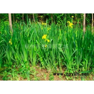 浙江蕭山*新供應紅楓