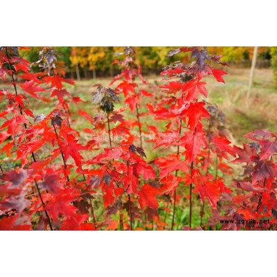 美國紅楓種子