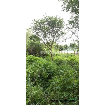 漳州基地大量精品紅葉李紫葉李袋苗規(guī)格*提供正規(guī)專業(yè)發(fā)票