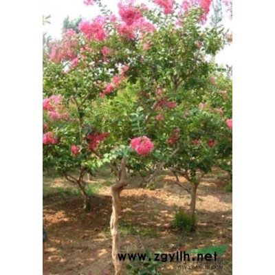 安徽紅葉李行情報(bào)價(jià)\安徽紅葉李圖片展示