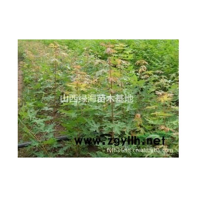 哪里可以買到紅葉李？山西紅葉李批發價格 ？紅葉李工程綠化苗