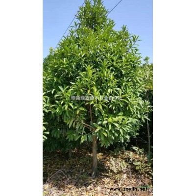 紅葉李30量10公分樹苗報價？