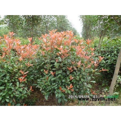 河南紅葉李批發/供應