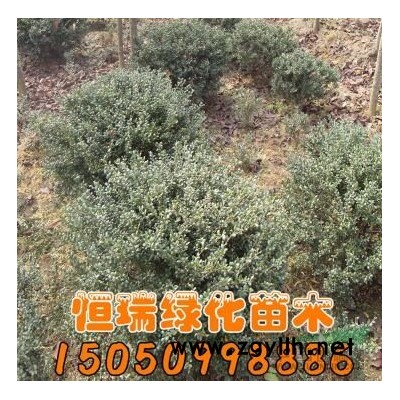 江蘇紅葉李哪里便宜  速生紅葉李產(chǎn)地 紅葉李圖片 紅葉李報價