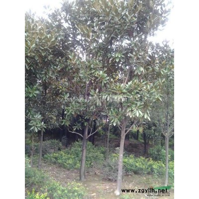 供應2-10公分紅葉李