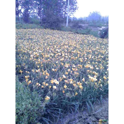 木槿、高桿女貞、紫薇、紫荊、紅葉李、馬褂木