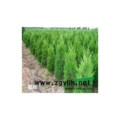 江蘇[紅楓]/江蘇紅楓6價格/報價