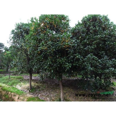 2013桂花基地 桂花批發 潢川桂花價格