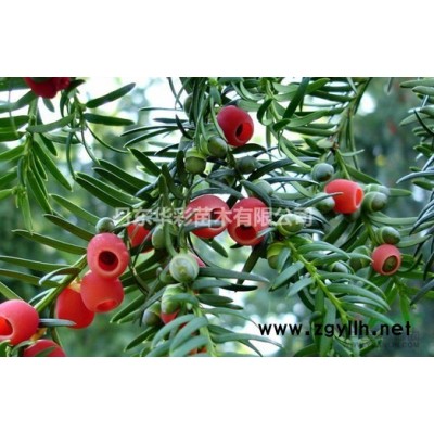 遼寧丹東華彩苗木基地直銷美國(guó)紅楓，規(guī)格*，抗寒抗旱！