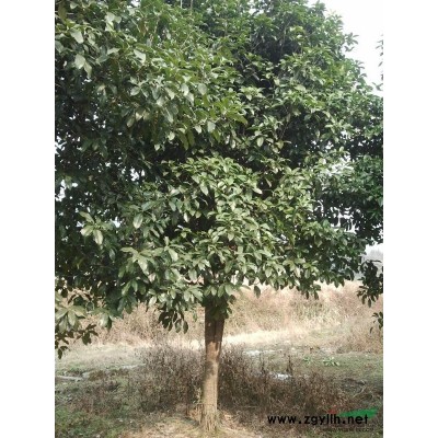 湖南長沙十年桂花樹