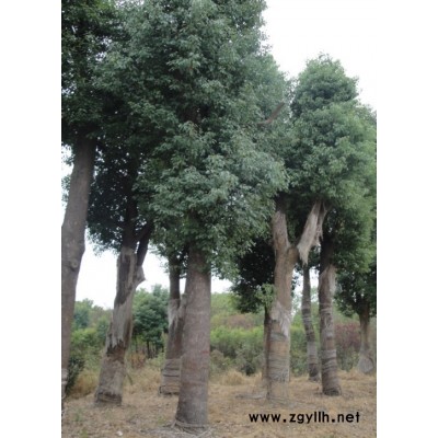 安徽美國(guó)紅楓*新報(bào)價(jià)/美國(guó)紅楓圖片