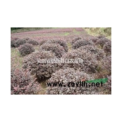 肥西羽毛楓，紅楓圖