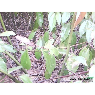 安徽低價供應烏桕，紅葉李，三角楓，桂花石楠