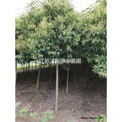 直銷6-10公分的紫葉李、紅葉李苗木，樹形好質量優，基地直銷