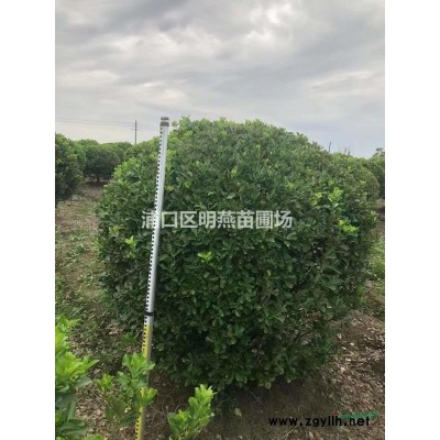 江蘇南京5-16公分紫葉李基地貨源充足 紅葉李價格 紫葉李價格