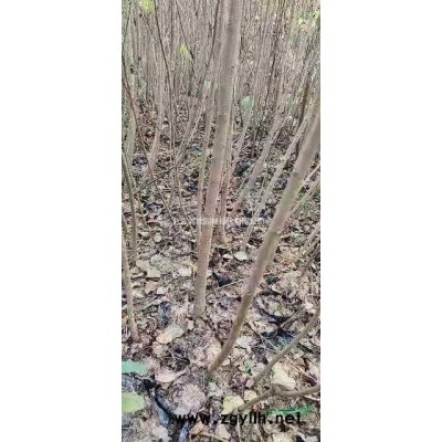 哪里有紅葉李江西九江批發