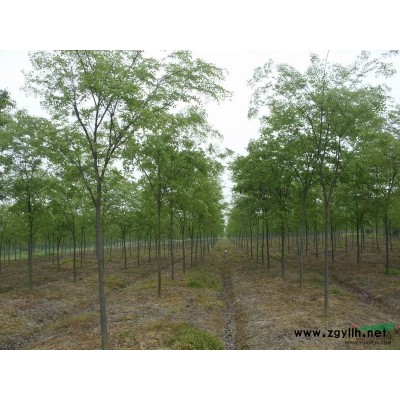 浙江紅楓供應基地供應/浙江紅楓供應基地圖片