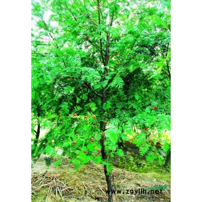 江西紅楓種子*新報價/紅楓種子圖片