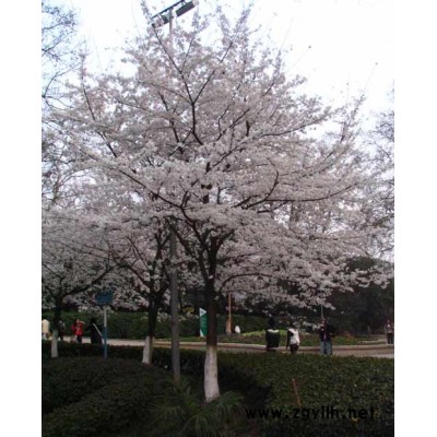 連翹.桂花、石楠.花石榴