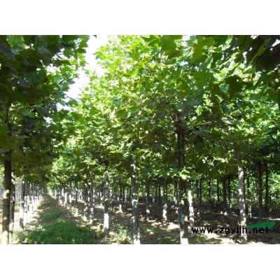 供應紅葉李/山東紅葉李低價格批發