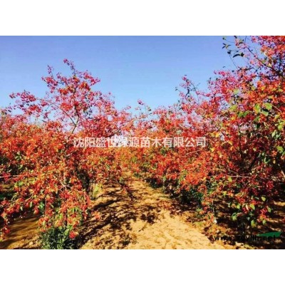 美國紅楓10公分起出售