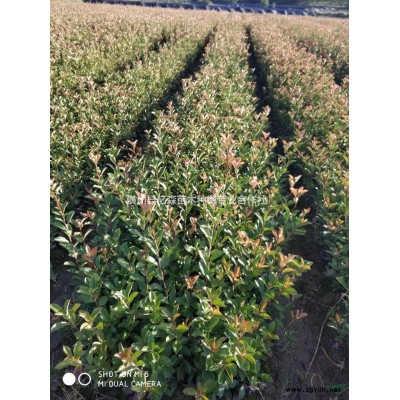 優(yōu)質(zhì)特價(jià)紅葉李紫葉李4產(chǎn)地直銷