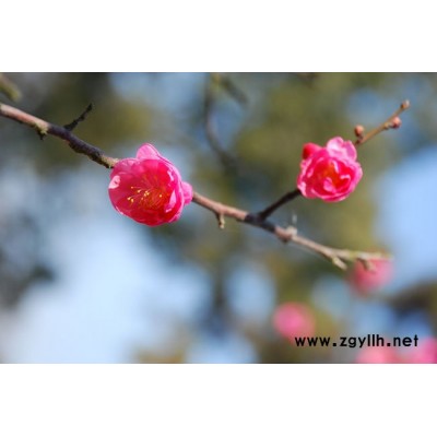 柿樹，紅楓，櫻花