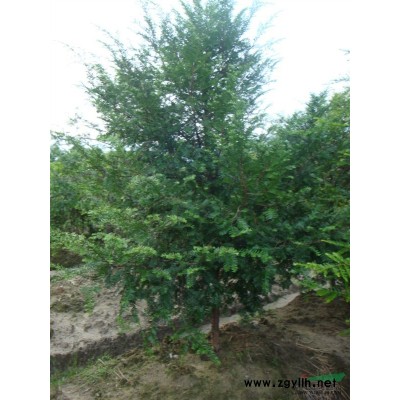馬褂木苗木|馬褂木種子