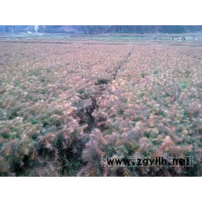 杉苗杉樹苗杉木苗、濕地松、馬褂木、柏木、楓香