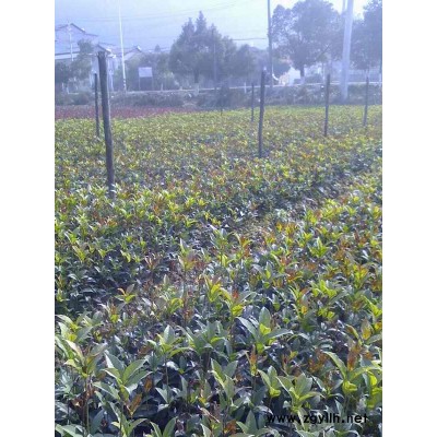 紅葉石楠小苗  桂花苗批發/湖北紅葉石楠小苗  桂花苗批發/特價批發湖北紅葉石楠小苗  桂花苗