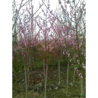 櫸樹.紅楓.木槿.意楊.櫻花.紫薇.合歡.高桿女貞