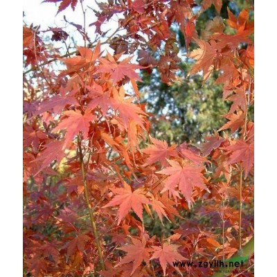 精品紅楓苗