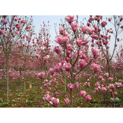 紅葉李小苗價格  紅葉李小苗基地