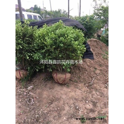 產地供應3公分4公分紅葉李價格低/量大